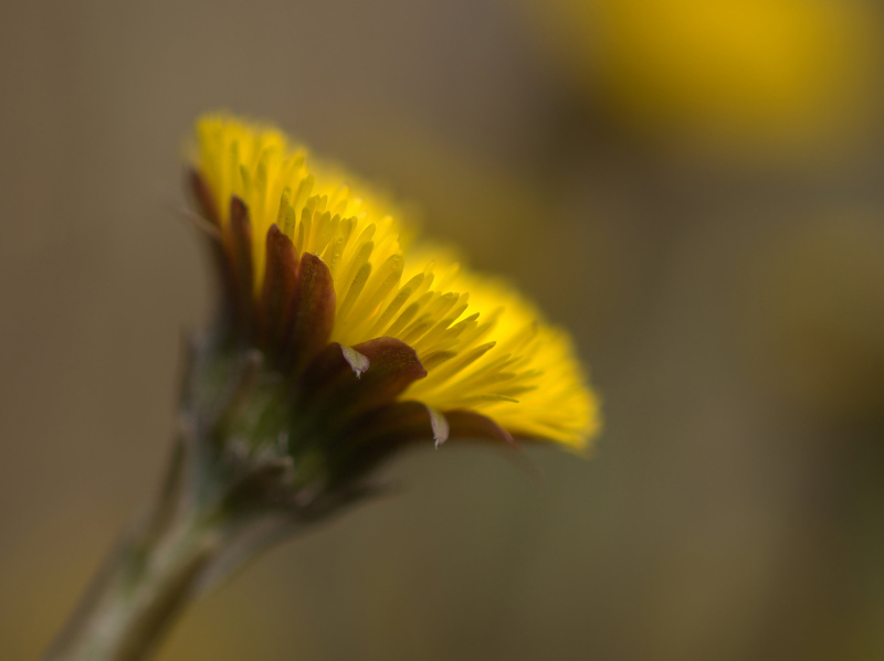 Coltsfoot/Klein Hoefblad