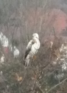 Gyrfalcon or hen harrier?