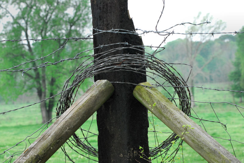 Barbwire and Weeds