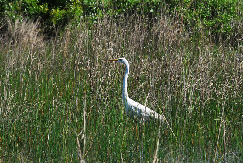 Aransas National Refuge 2.JPG