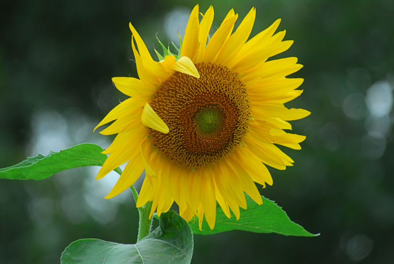 The Different Faces Of A Sunflower
