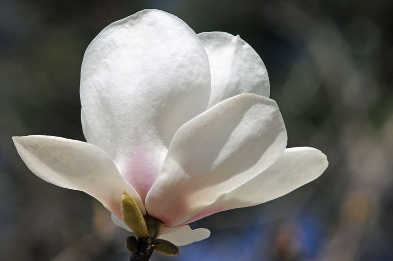 The Tulip Tree