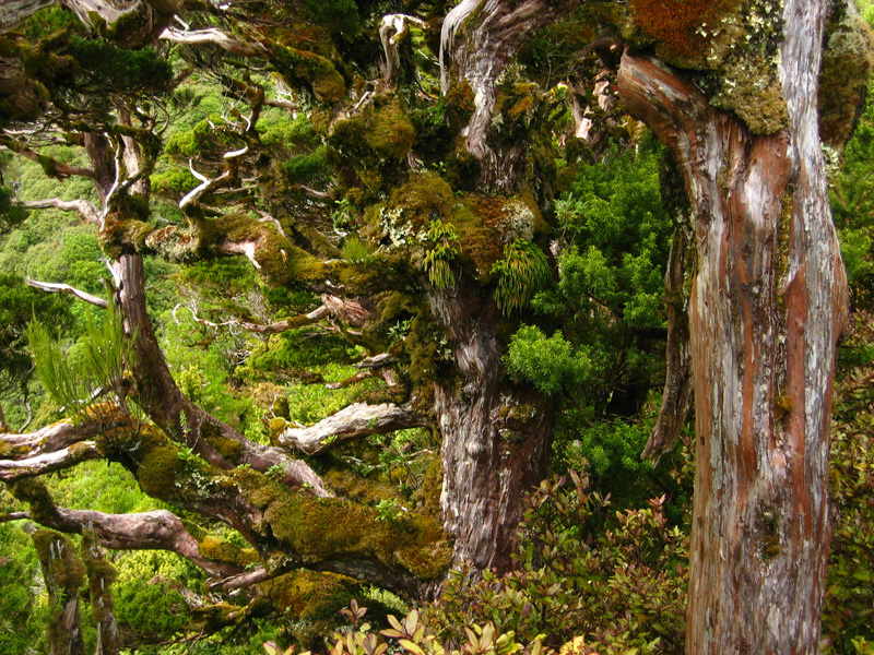 Ganrled trees 2, Taranaki