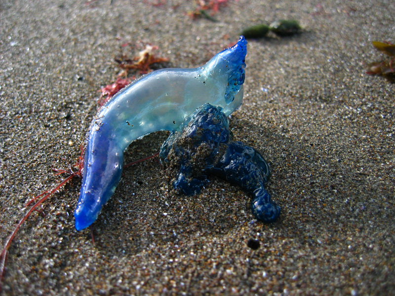 Bluebottle