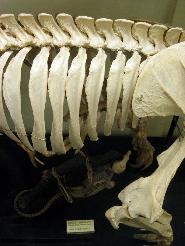 Skeletons 2
