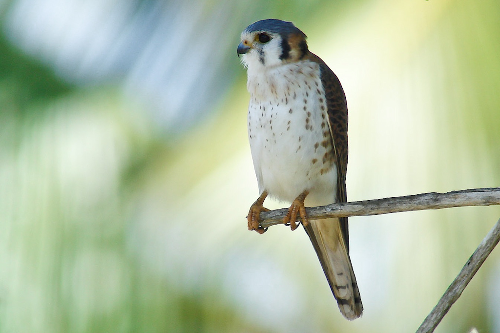 93-DSC00239-Kestrel.jpg