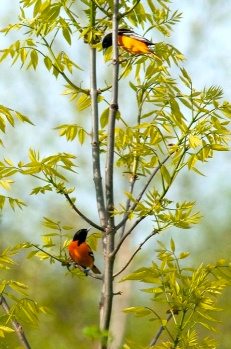 Orioles in Willow.jpg