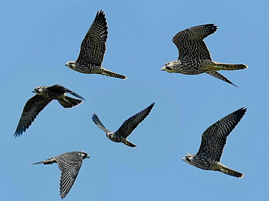 Peregrine collage.jpg