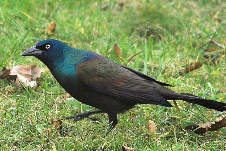 Common Grackle, Westport