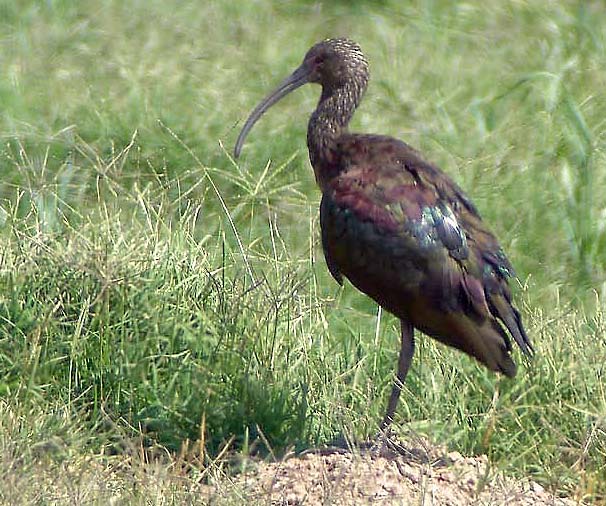 DSC00760-w-f ibis.jpg