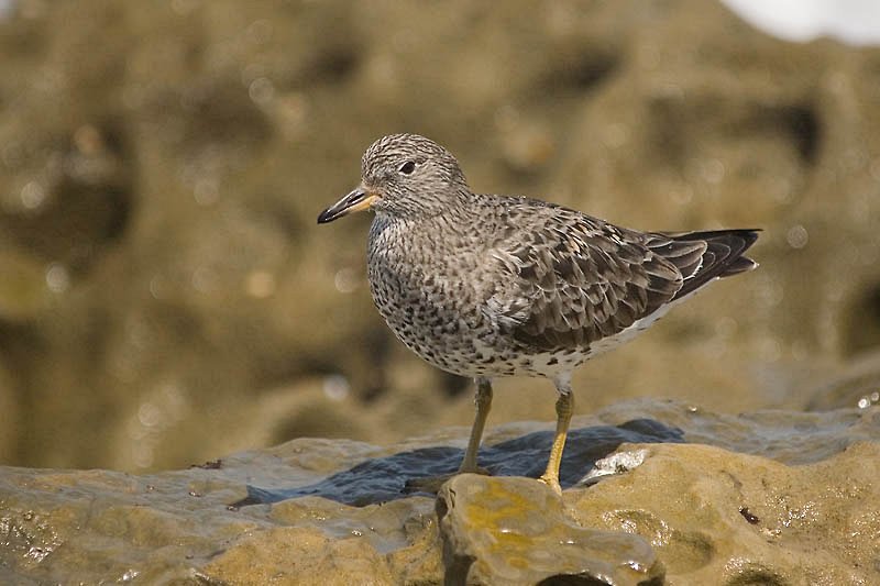 DSC_8570-surfbird.jpg