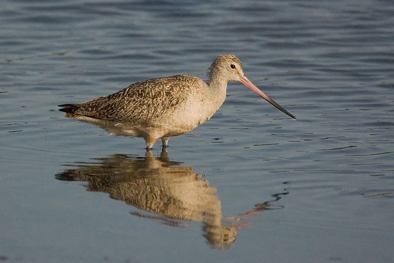 DSC_8693-godwit.jpg