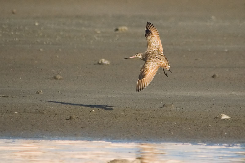DSC_8695-godwit.jpg