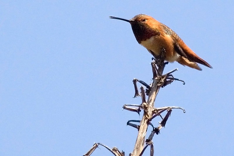 DSC_8925-rufous.jpg