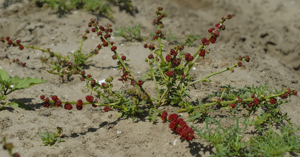 Aardbeispinazie,  Chenopodium capitatum syn.  Blitum virgatum