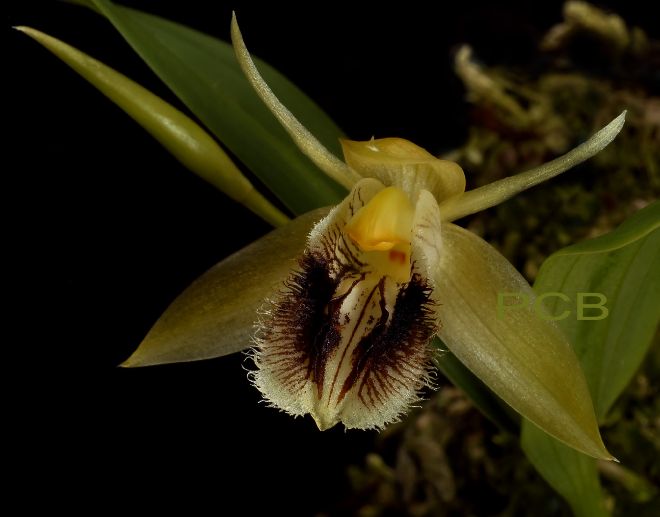 Coelogyne fimbriatum var.  2  cm