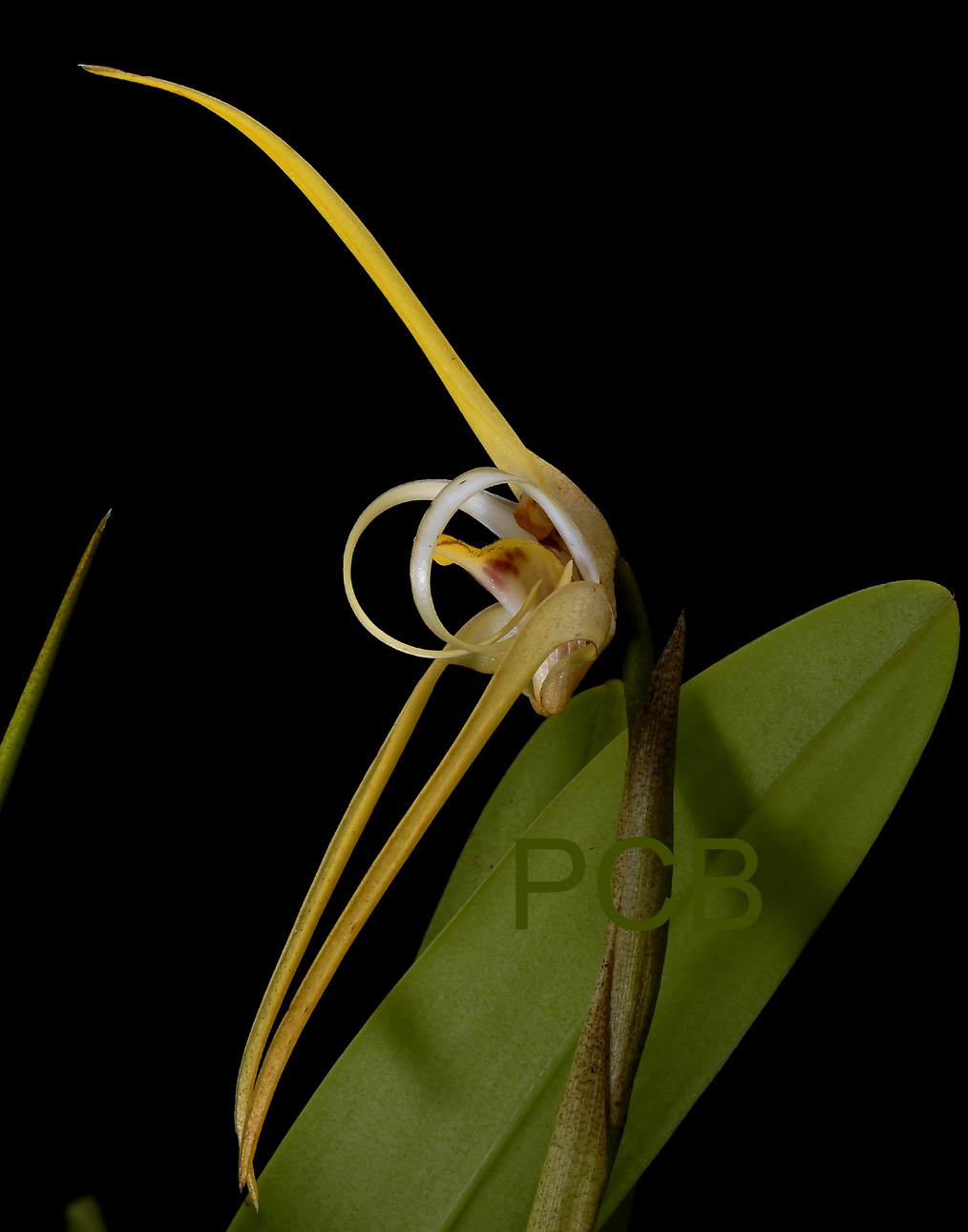 Maxillaria bradei, total height of flower about 12 cm