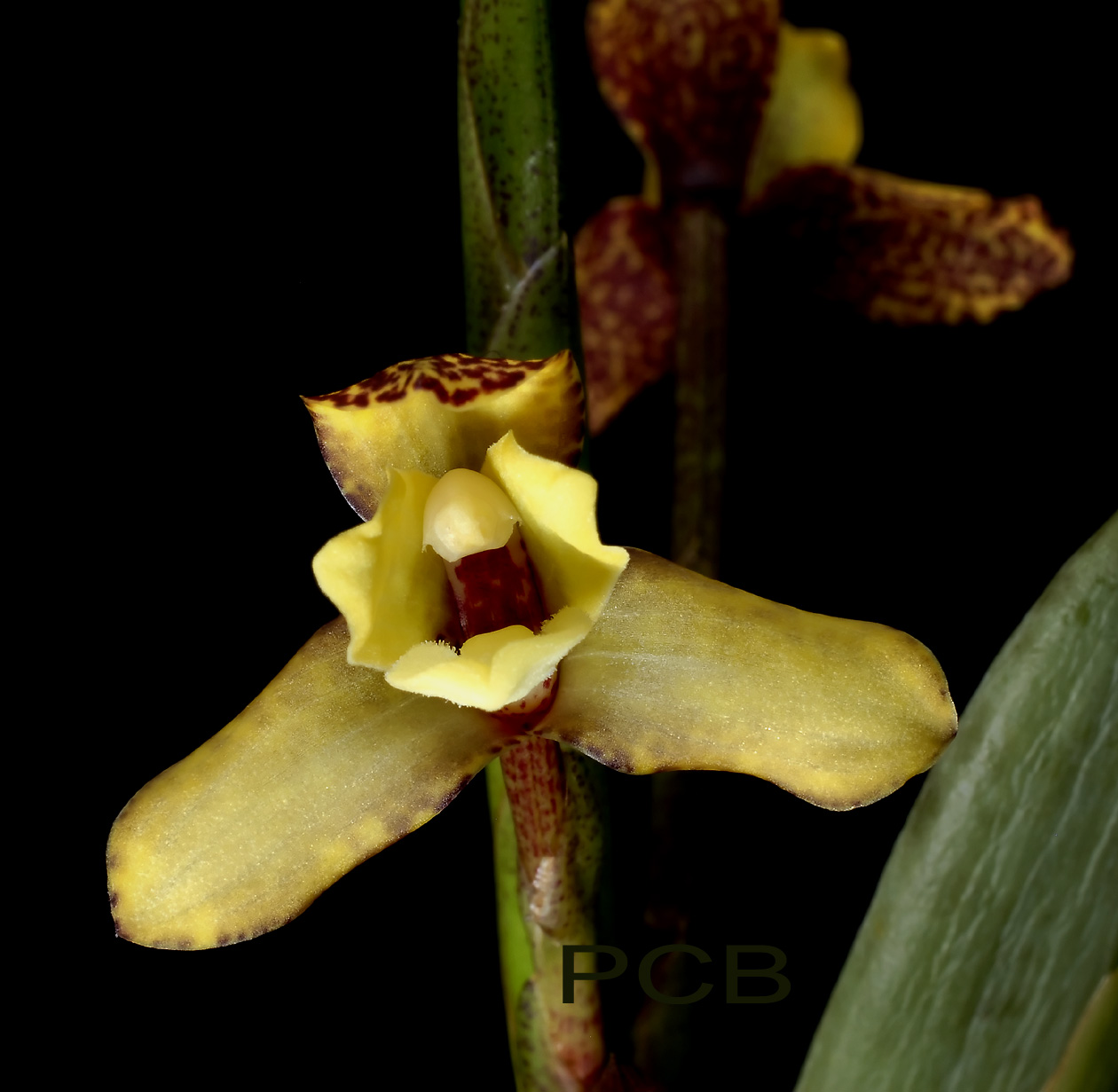 Maxillaria pardalina, flower 2.5 cm