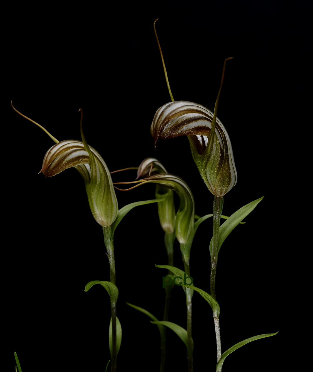 Pterostylis truncata