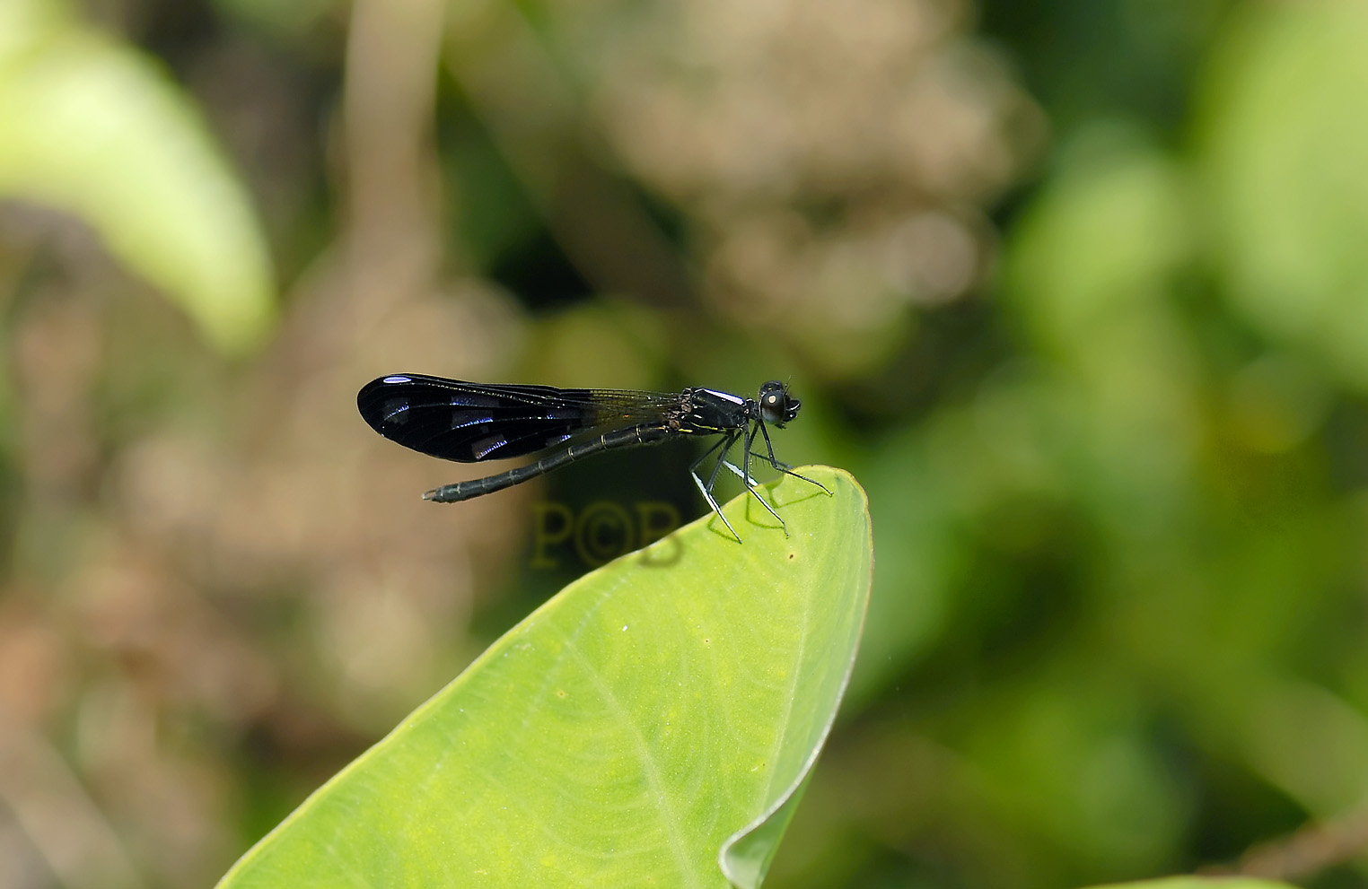 Aristocypha fenestrella