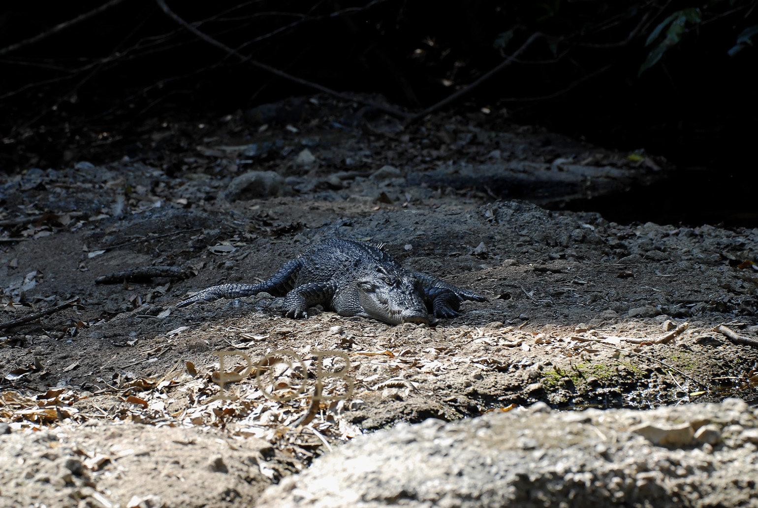 Crocodile on the river bank, Crocodylus siamensis