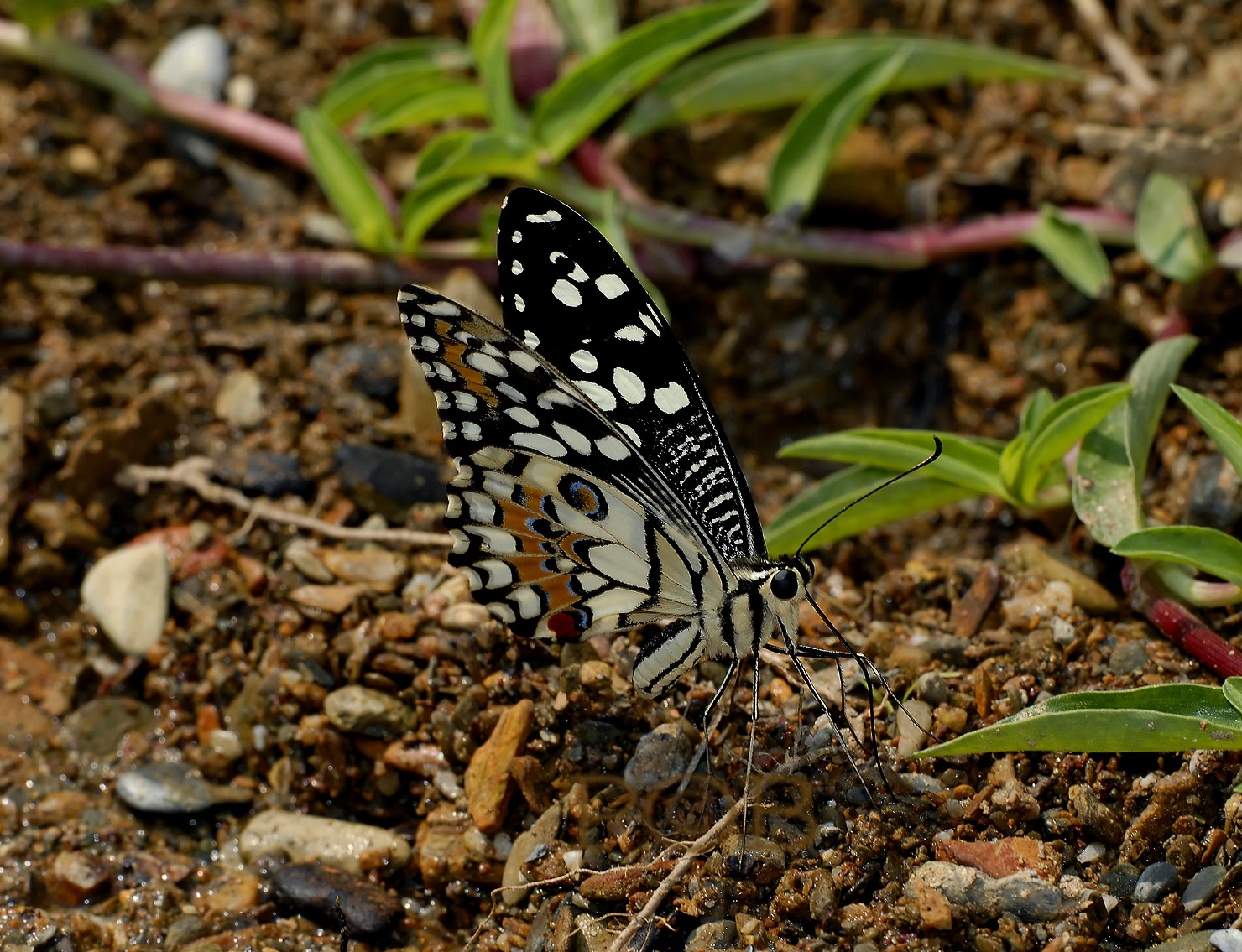 Sucking minerals on the riverbank, Papilio demoleus