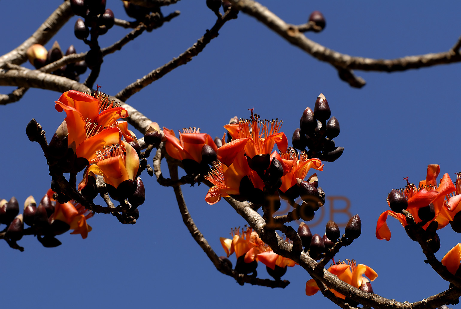 Wild Kapok, flowers 12 cm