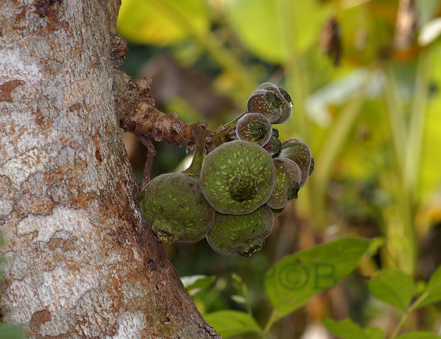 Wild fig tree