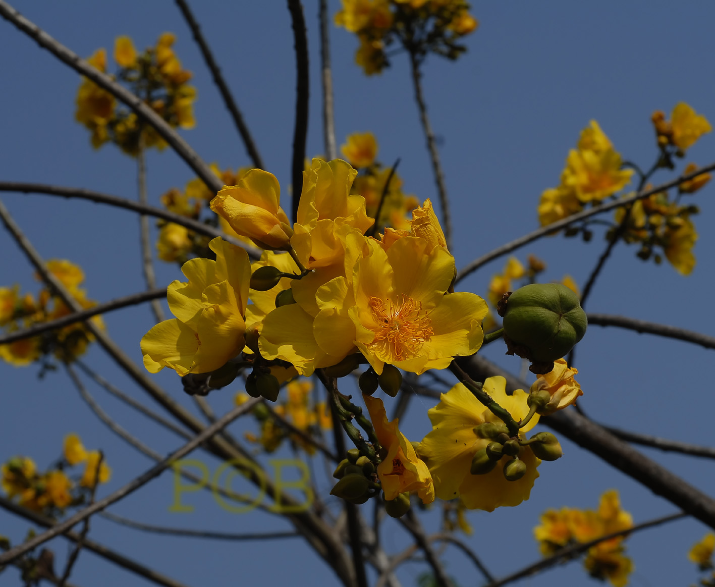 Yellow Silk-cotton tree, Cochlospernum gossypium, flowers 8 cm