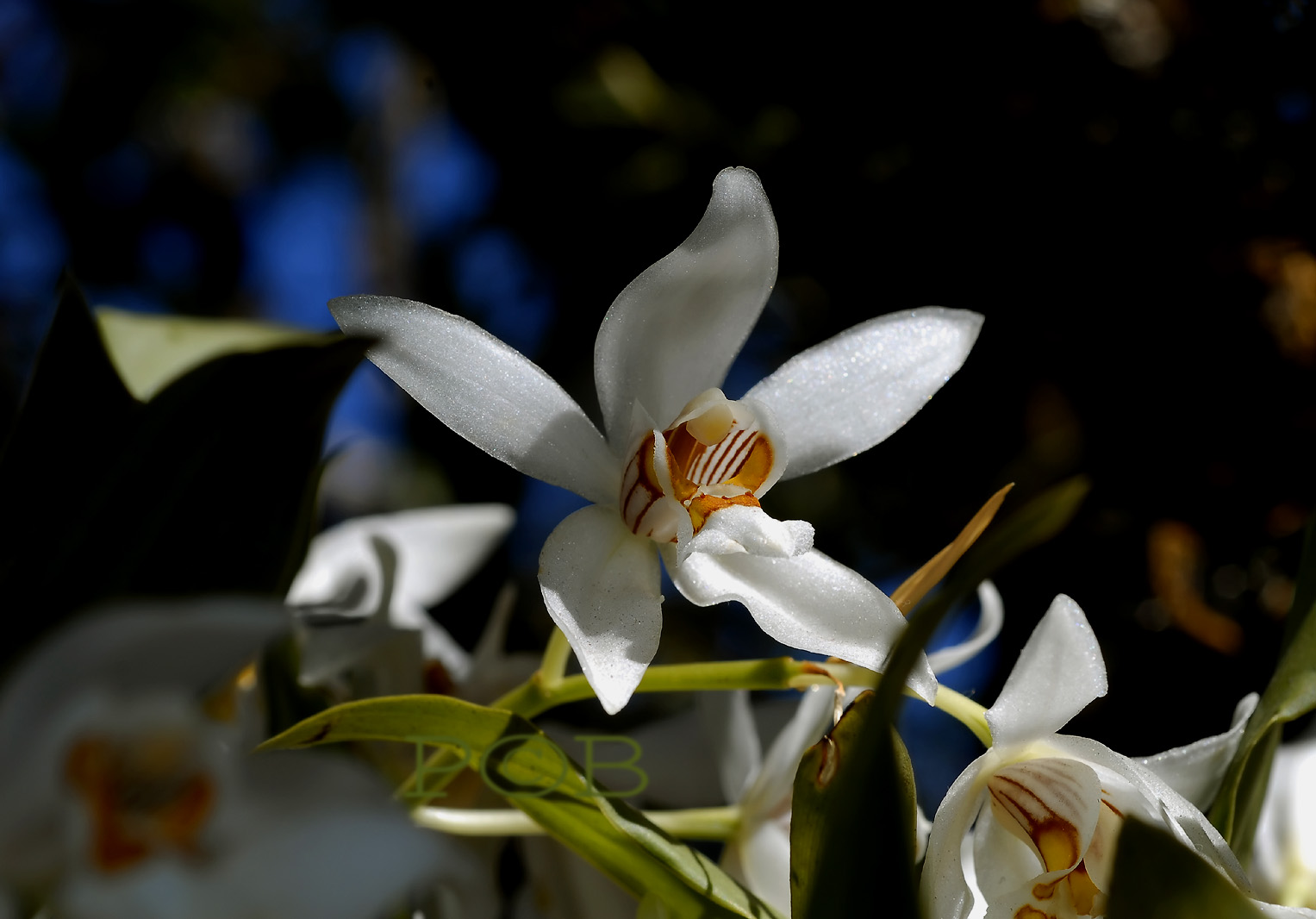 Coelogyne corymbosa, 2500 metres, 14 cel. hum. is 45 %