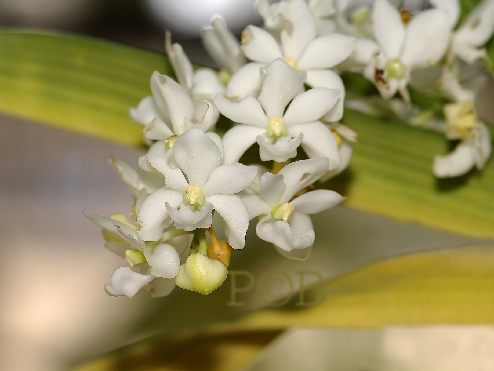 Rhynchostylis gigantea var. alba