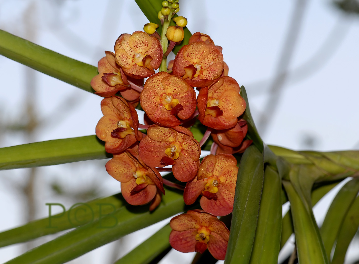  Ascocentrum 