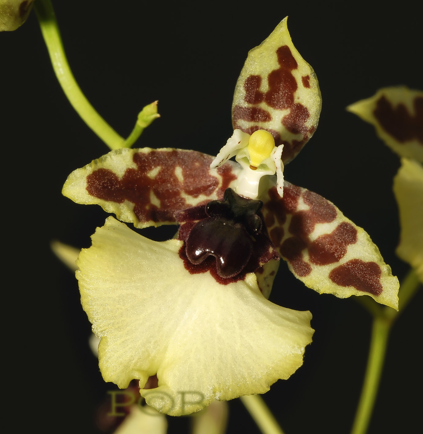 Oncidium spec. Brasil