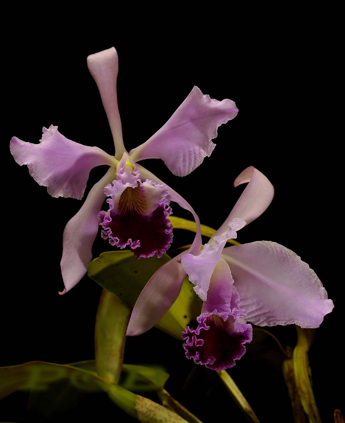 Cattleya warnerii