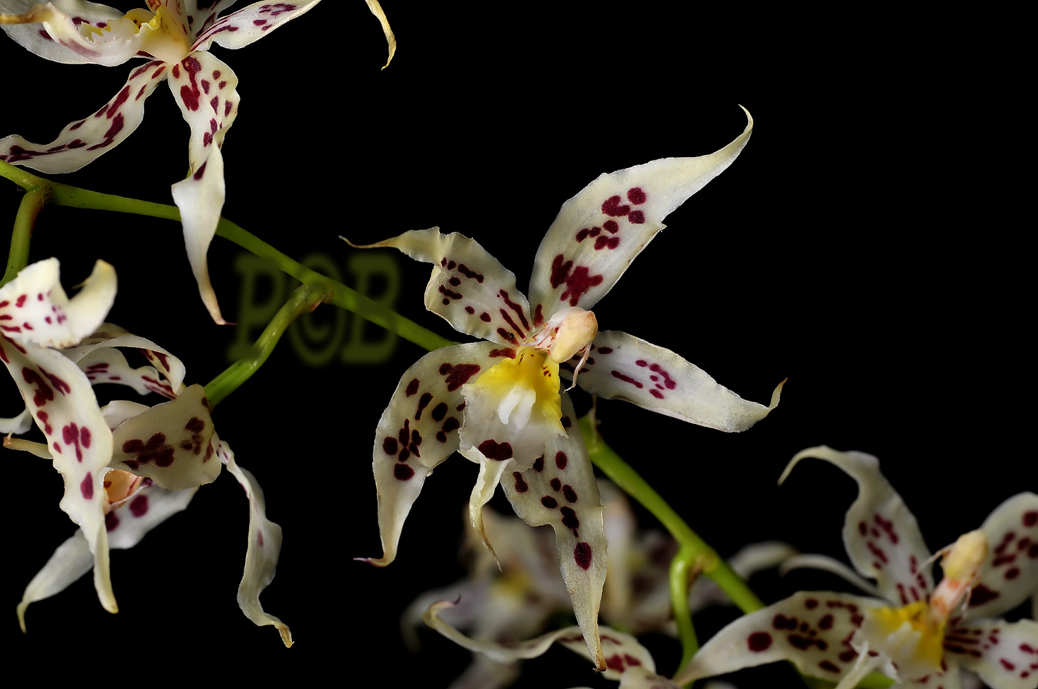 Odontoglossum gloriosum, flowers 5-6 cm