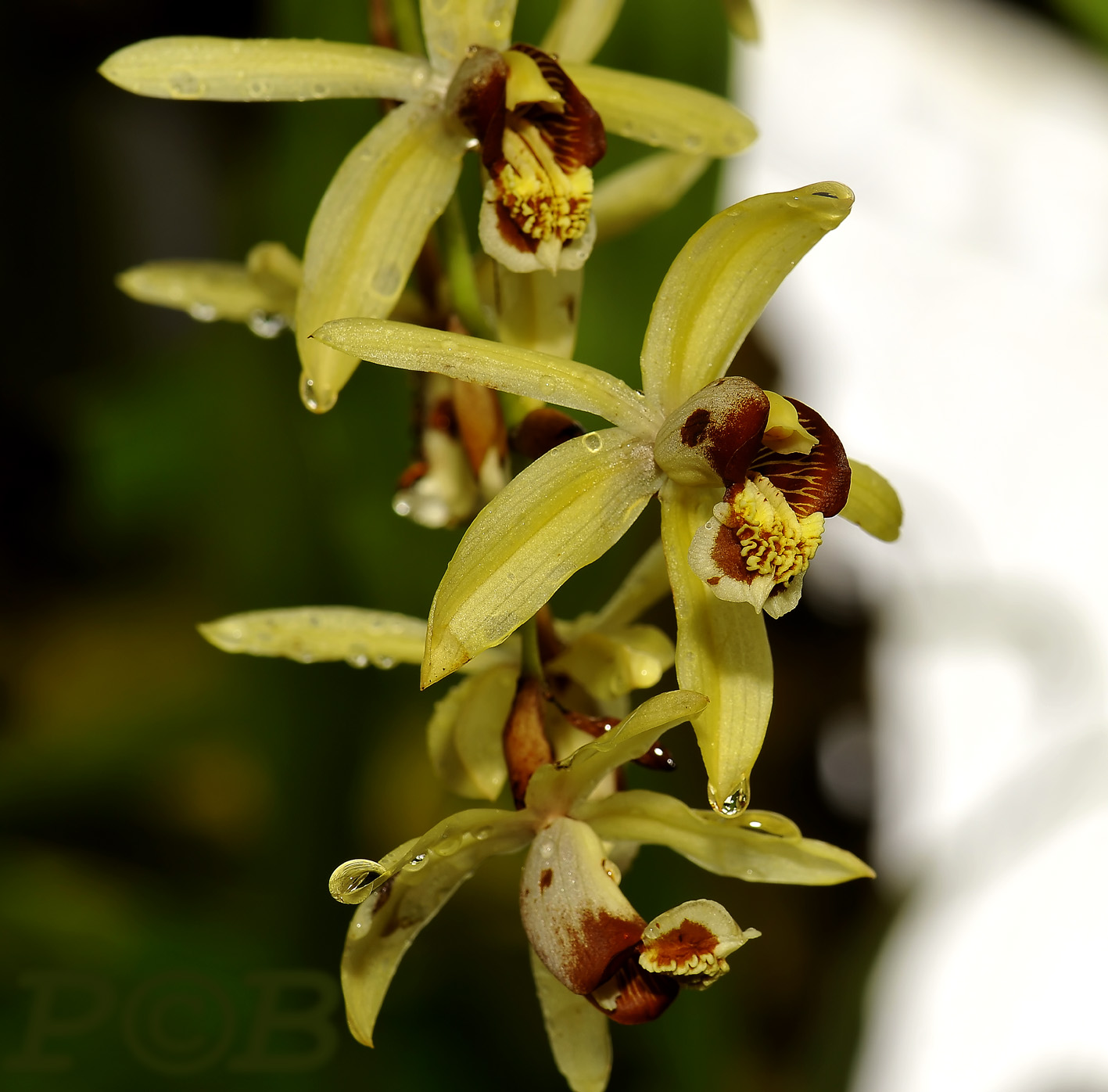 Coelogyne tomentosa, Thailand