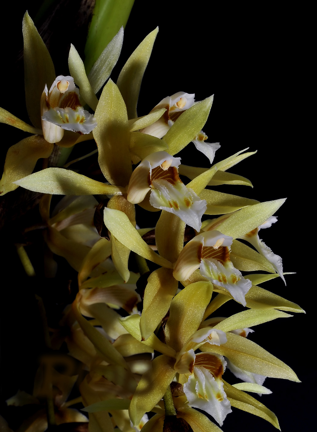 Coelogyne rochusseni, Birma