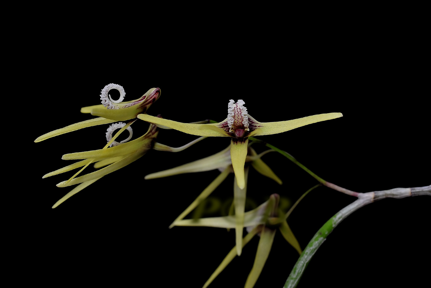 Dendrobium teretifolium