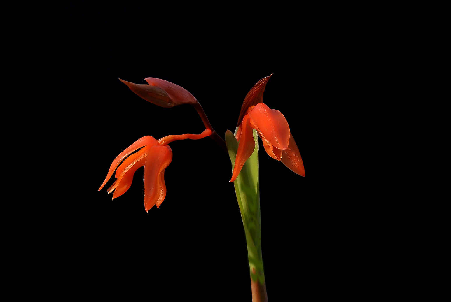 Coelogyne miniata, flowers 1  cm