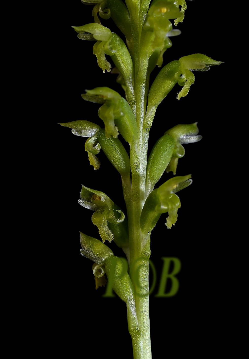 Microtis unifolia, Australia