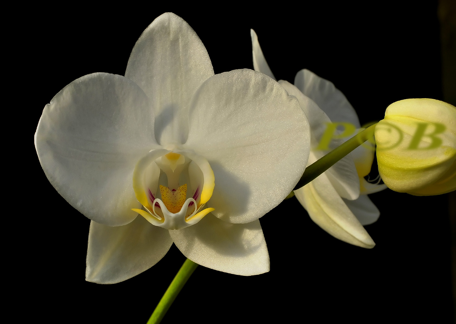 Phalaenopsis aphrodite ssp. formosana, one of the ancestors of the big white hybrids