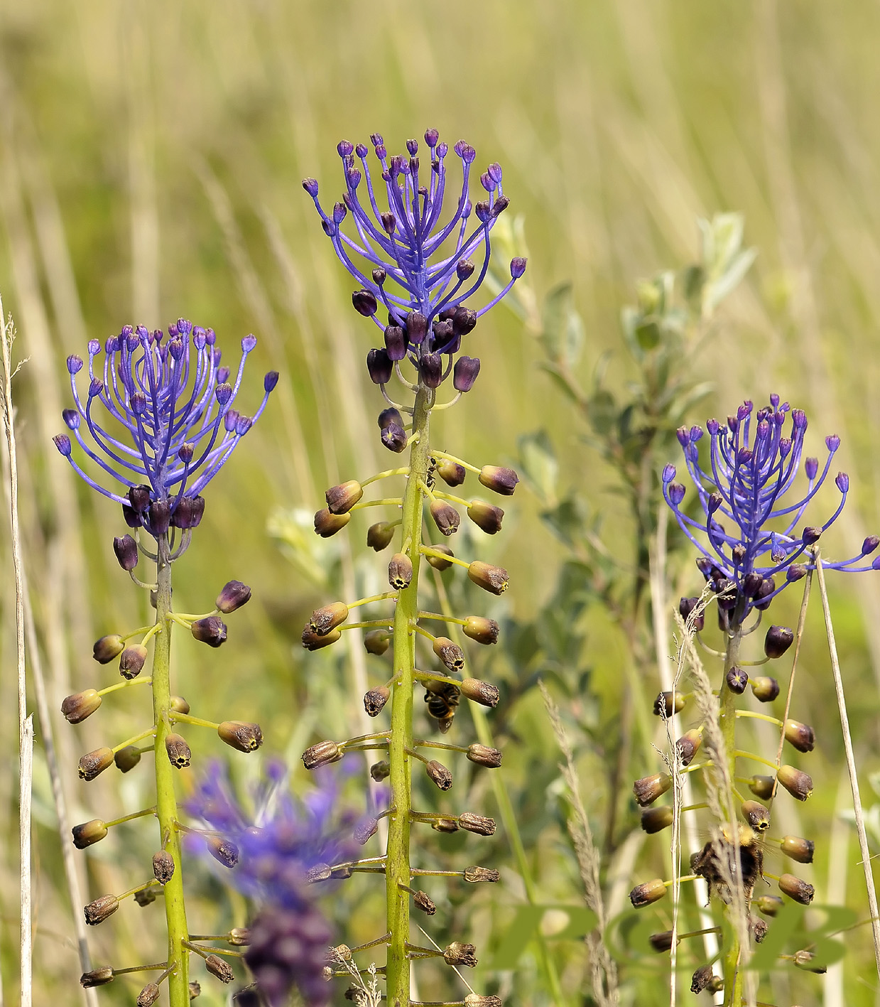 Kuifhyacint, Muscari comosum