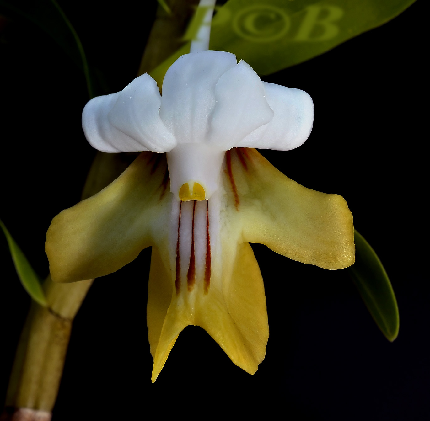 Dendrobium uniflorum, flower 2  cm