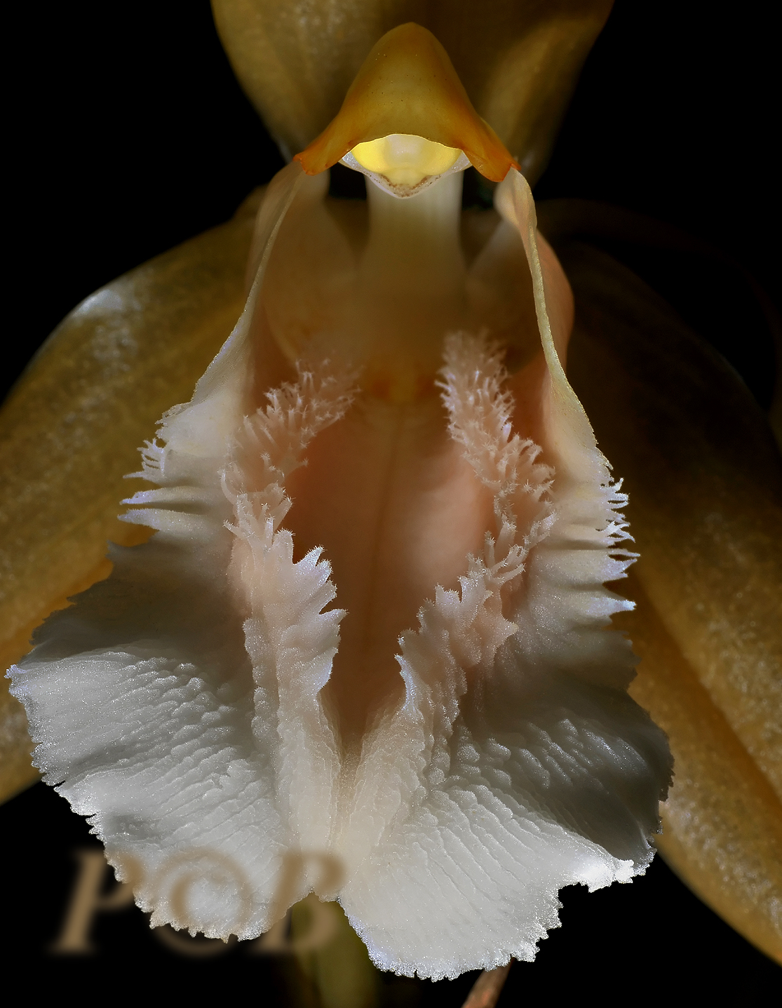 Coelogyne speciosa as previous