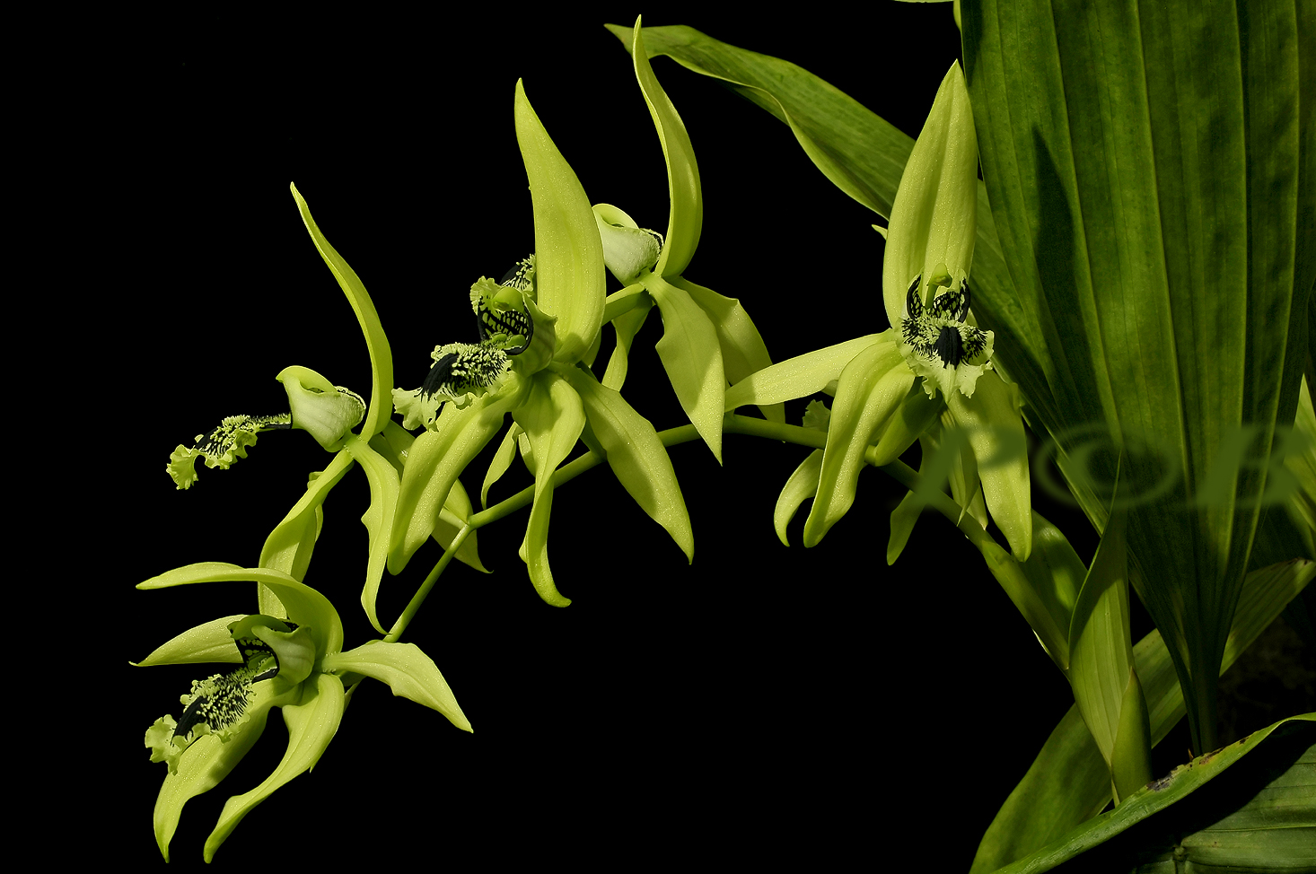 Coelogyne pandurata