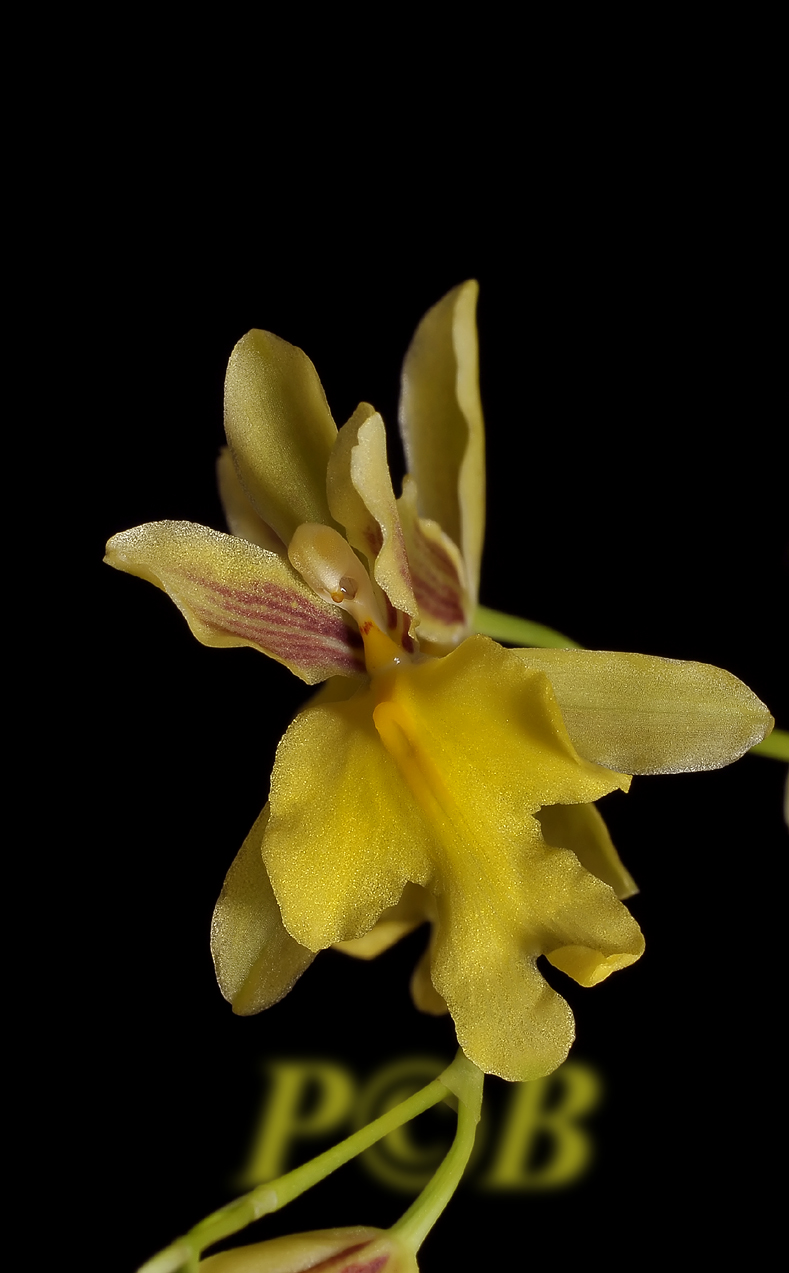 Oncidium sp.  flower 1  across