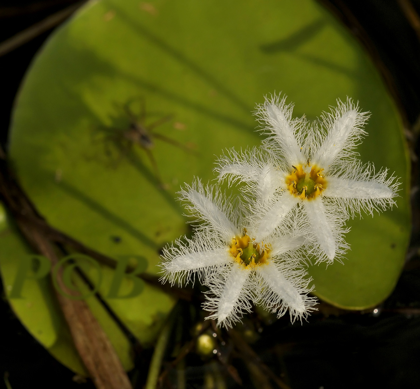 Ricefield aquatic flower