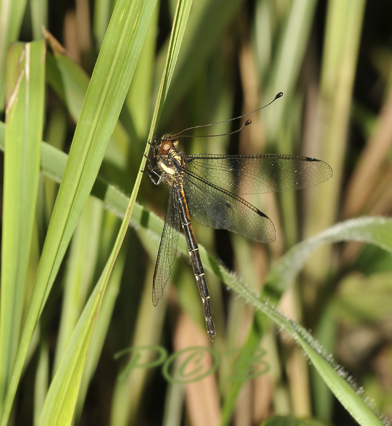 Libelhaft, dragonfly-like Owlfly, 6 cm - malaengchaang, Ascalaphidae - Neuroptera