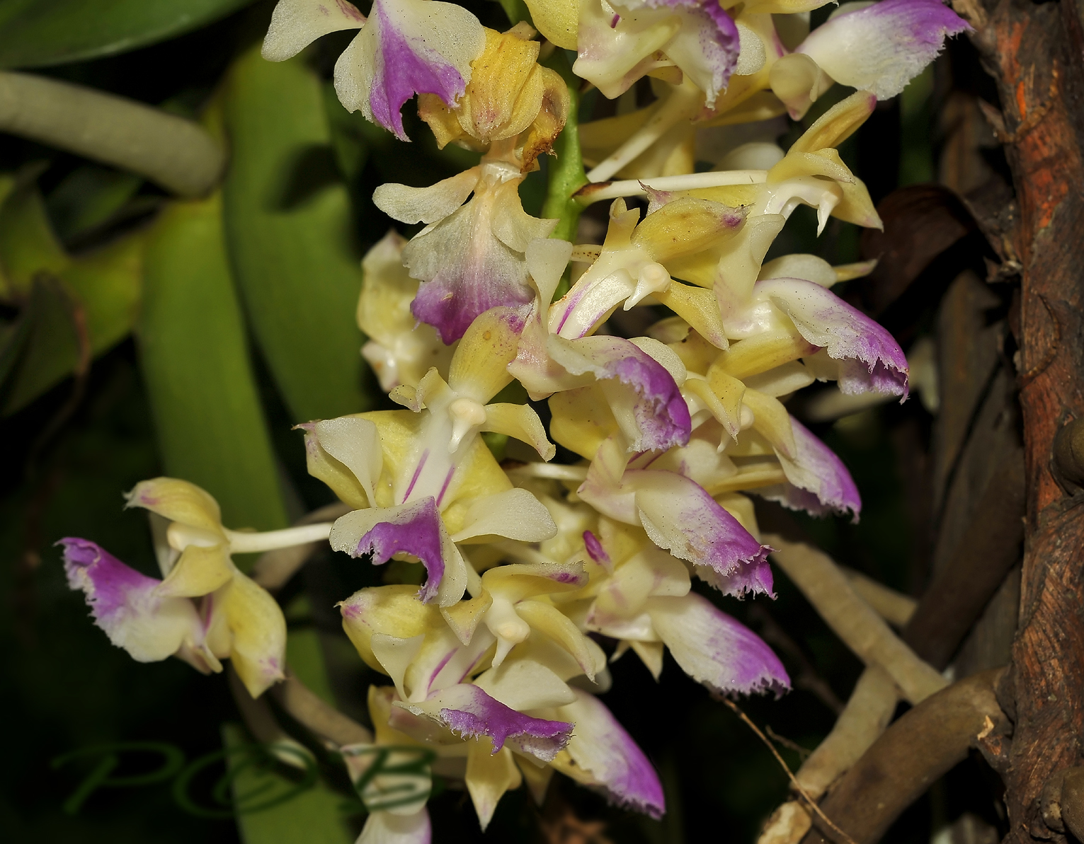 Aerides houlletiana