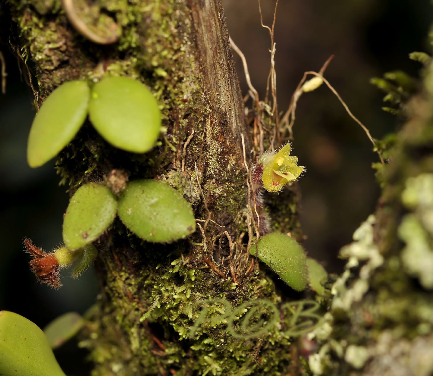 Trichotosia daysiphylla